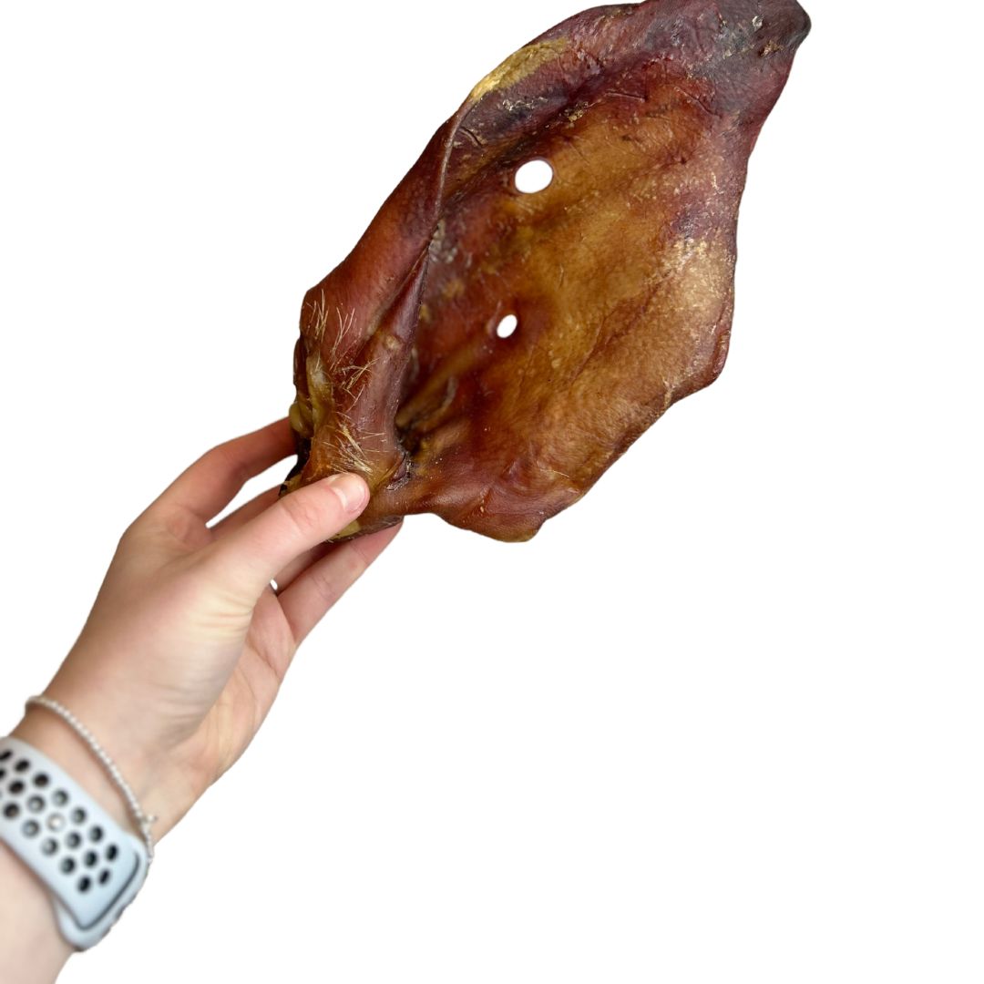 XL Sow Ears (HUGE)