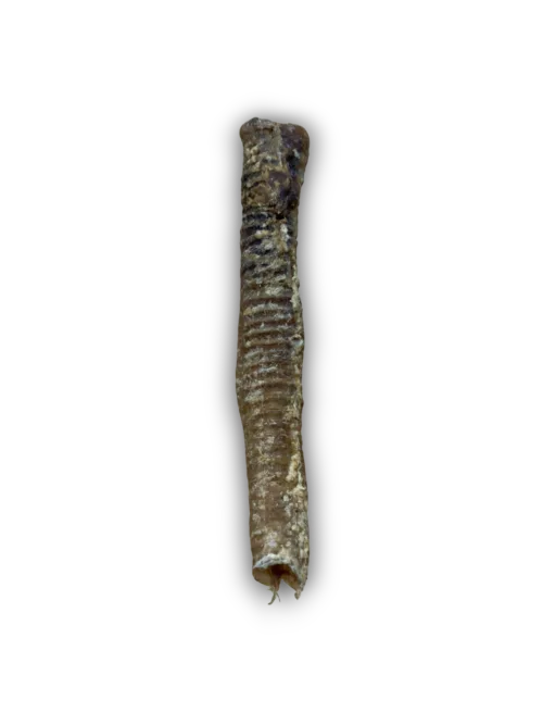 Lamb Tubes & Trachea